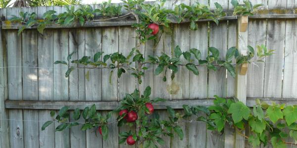 Fruit Tree Pruning - Videos