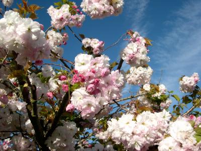 Prunus Flowering Cherries