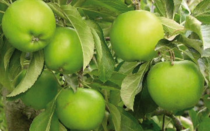 Apples - Baujade