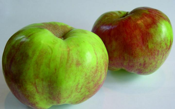 Apple - Oratia Beauty