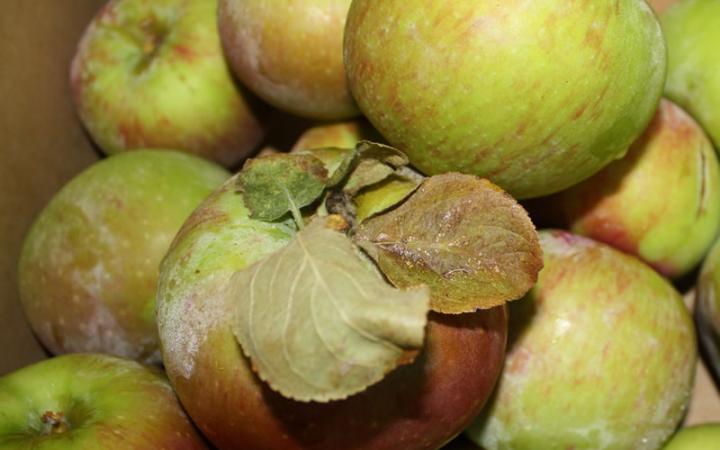 Apple - Peasgood Nonsuch