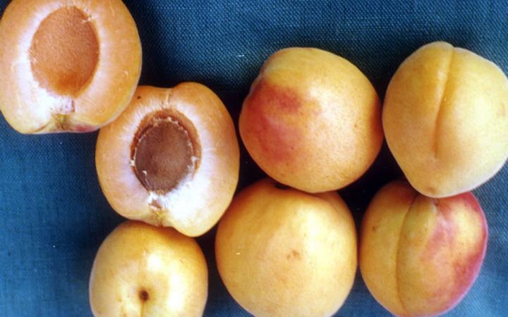 Apricots - Clutha Late