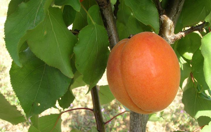 Apricot - Trevatt