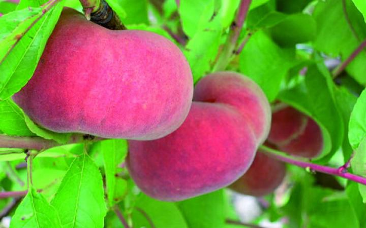  Fruit Trees / Peaches Flatto / Flatto™ Peach ‘Sweet Cap’™ (Maillarflat*) 