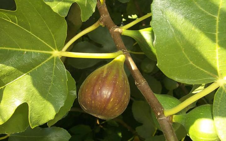  Fruit Trees / Figs / Brunswick /