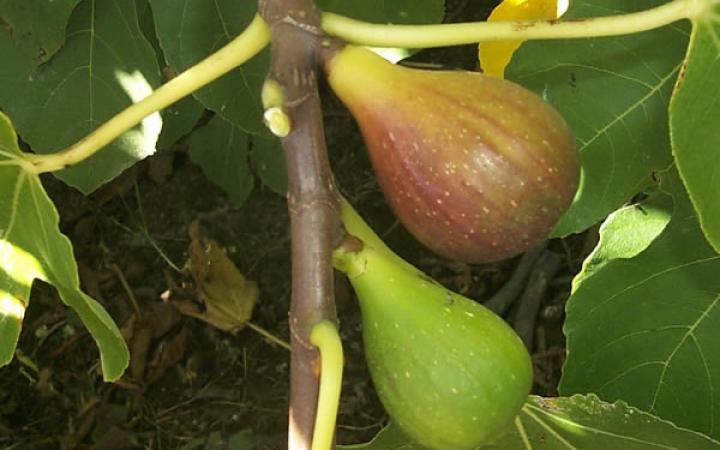 Fruit Trees / Figs / French Sugar