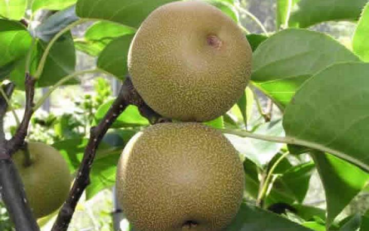Fruit Trees / Nashi / Hosui 