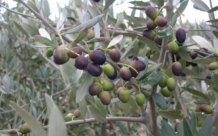  Fruit Trees / Olives / Leccino 