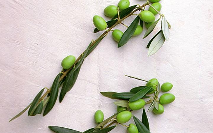  Fruit Trees / Olives / Picholine 