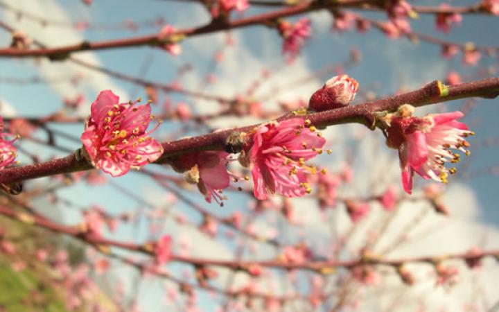  Fruit Trees / Peaches / April White™ 