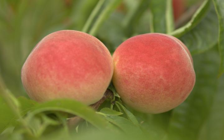 Fruit Trees / Peaches / Coconut Ice 