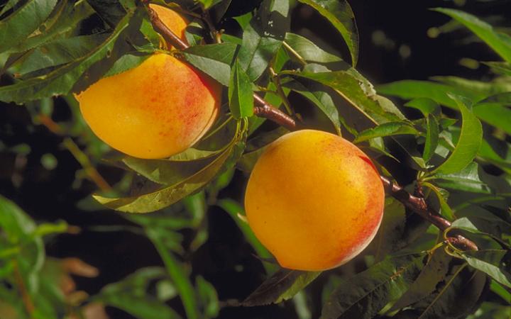 Fruit Trees / Peaches / Golden Haze