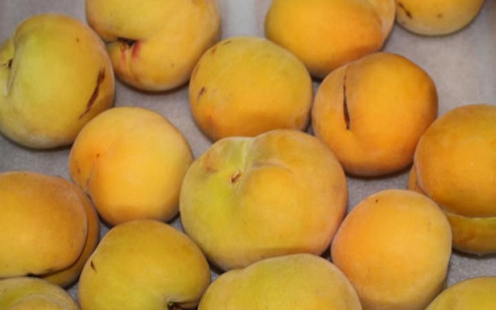 Fruit Trees / Peaches / Golden Queen 