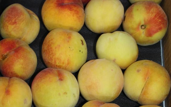 Fruit Trees / Peaches / Paragon 