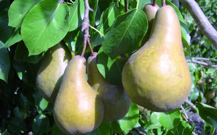  Fruit Trees / Pears / Beurre Bosc 