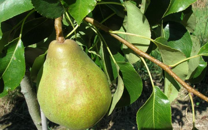 Fruit Trees / Pears / Doyenne du Comice   