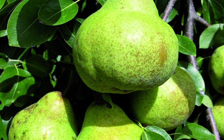 Fruit Trees / Pears / Packham’s Triumph