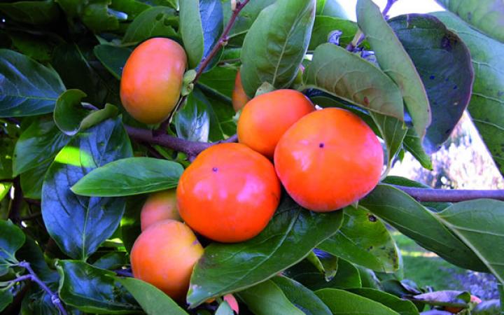 Fruit Trees / Persimmoms / Fuyu 