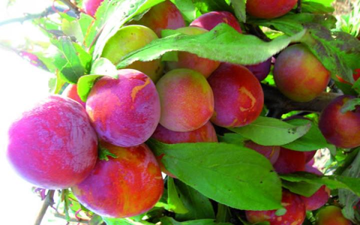 Fruit Trees / Plums / Burbank