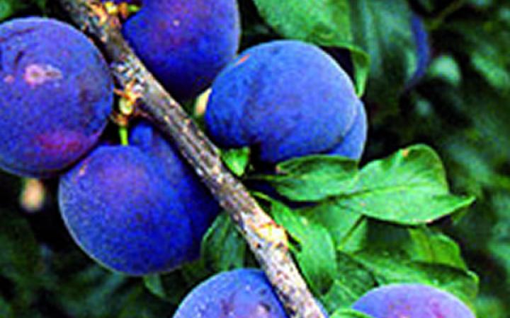 Fruit Trees / Hybrid Stonefruit / Plumcot Spring Satin 