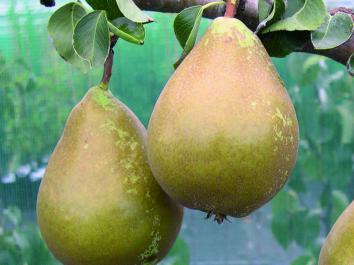 PEAR Conference  