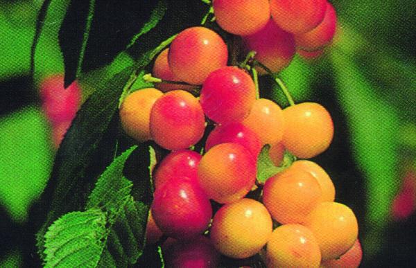Cherry Rainier 750x500px