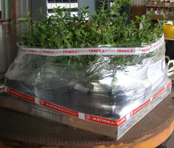 Blueberries despatch wrapped