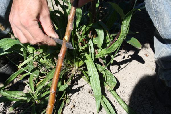Rootstock cut1