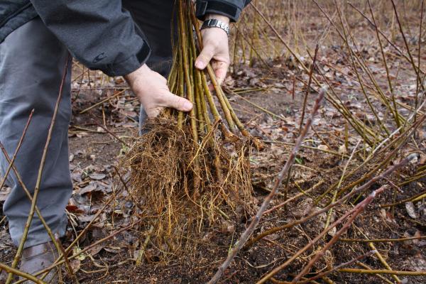 Rootstock harvest