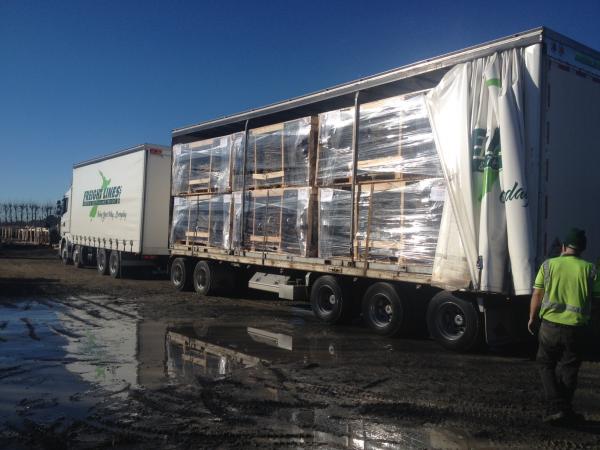 Commercial tree despatch truck pallets winter 2015
