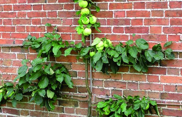 Espalier Quince 775x500px