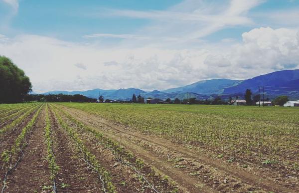 Nursery field rootstocks Nov2015 for blog 775x500px