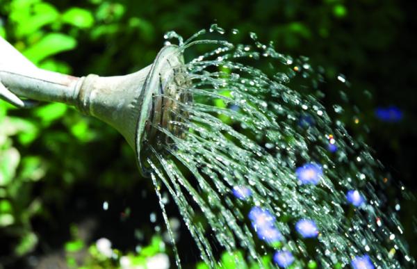 Watering blog 775px wide