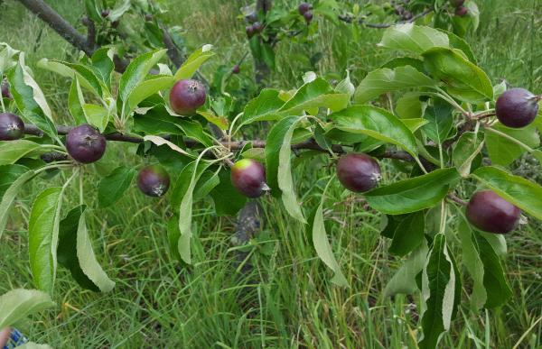 Apple fruitlets after thinning 775x500px