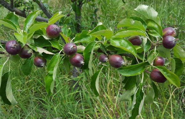 Apple fruitlets before thinning 775x500px