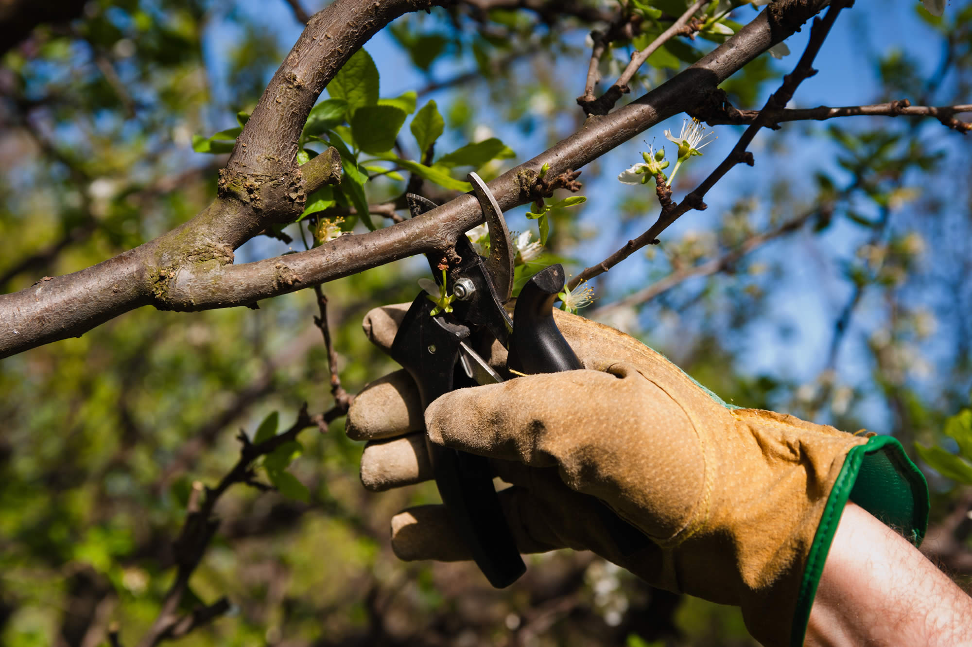 Pruning a Modified Central Leader Fruit Tree