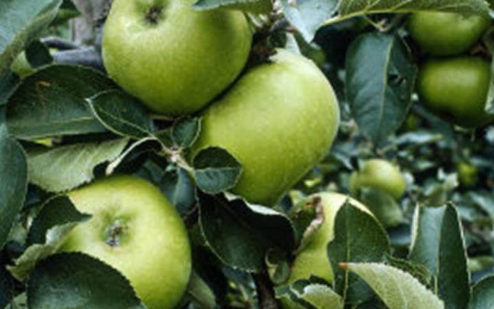 Apple = Brambleys Seedling