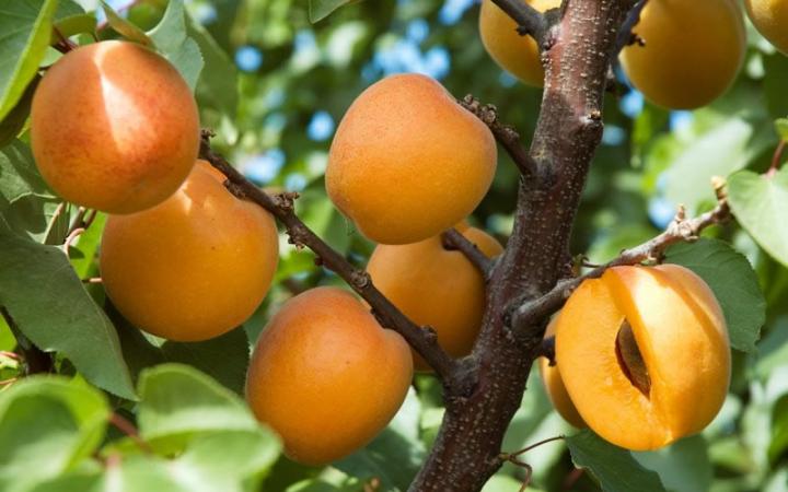 Apricot - Tomcot